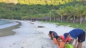 Hơn 1.500 trứng rùa Côn Đảo ấp nở thành công tại Cù Lao Chàm