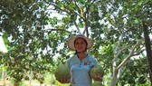 Nông dân Quảng Nam thoát nghèo nhờ bưởi da xanh