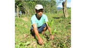Quảng Bình: hơn 15.000 cây giống “đểu” cho dân nghèo trồng rừng