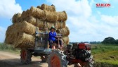 ĐBSCL: Rơm “cháy hàng” không đủ bán