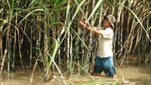 Hàng ngàn hécta mía ngập trong nước lũ, nông dân nguy cơ lỗ trắng