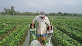 Chuyển đổi cây trồng trên đất lúa mang lại hiệu quả kinh tế cao