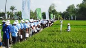 Viện Lúa ĐBSCL hợp tác phát triển giống lúa bền vững
