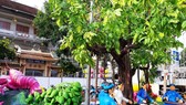 Cần Thơ khai mạc đường hoa xuân Canh Tý 2020