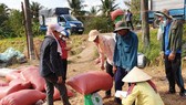 Giá lúa ở ĐBSCL giảm nhẹ do doanh nghiệp hạn chế thu mua