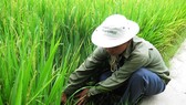 Nhiều loại sâu bệnh gây hại cho lúa hè thu ở ĐBSCL