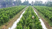 Phát triển thêm 450.000ha trái cây và thủy sản ở ĐBSCL đến năm 2030