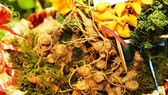 Triển lãm Sâm Ngọc Linh ra mắt người dân thủ đô