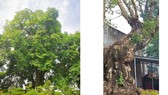 Cây thị 900 tuổi gắn liền với chiến tích Bạch Đằng Giang được công nhận là cây Di sản