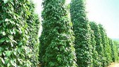 International pepper conference discusses solutions on sustainable development