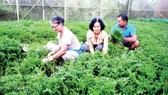 60 percent of cultivation area in HCMC gets VietGAP certificate