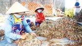 Farmers in Binh Dinh Province have a bumper crop of shallots this year. (Photo: SGGP)