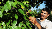 Enterprises call for help to re-export black pepper stuck in Nepal