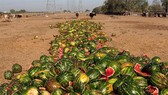 Food loss, food waste cause 2 percent of GDP in damages