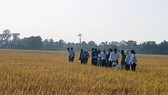 Phân bón Phú Mỹ với sản phẩm cho vùng khô hạn