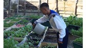Lính đảo Trường Sa sống xanh