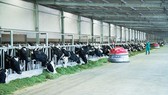 Vinamilk “phủ sóng” nhiều các bảng xếp hạng uy tín trong và ngoài nước