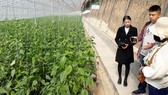 Thận trọng với tour học tập nông nghiệp nước ngoài