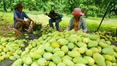 Tăng tốc xuất khẩu vào thị trường tiềm năng
