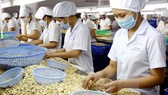 The 9th Vinacas Golden Cashew Rendezvous will be held from November 13-15 in Phu Quoc island of southern Kien Giang province (Photo: VNA)