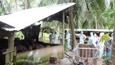 Bến Tre là tỉnh cuối cùng ở ĐBSCL nhiễm dịch tả heo châu Phi