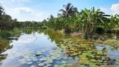 Bến Tre xây hồ chứa nước ngọt để phục vụ người dân khi hạn, mặn