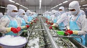 Vì sao xuất khẩu tôm tháng đầu năm giảm mạnh