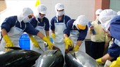 Quốc gia nào tiêu thụ cá ngừ Việt Nam nhiều nhất?