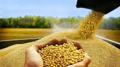 Hàng loạt hiệp hội chăn nuôi kiến nghị giảm thuế nhập khẩu khô đậu tương xuống 0%
