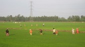 Farmers in Dong Thap are taking care of the summer-fall crop (Photo: SGGP)