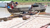 Gov’t to support fish breeders in La Nga river