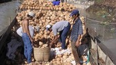 The low price of coconuts makes many farmers desperate