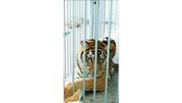 Education for Nature Vietnam makes film about wildlife protection