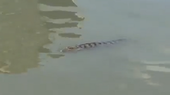 District authority warns people to be aware of crocodiles in Saigon river