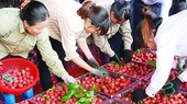 Farming, forestry, seafood export value up almost 20 percent in Q1
