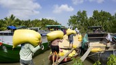 Vietnam's five-percent broken rice price increases in foreign markets