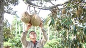 Chinese customs highly value Vietnamese durian growing areas