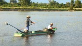 Floods bring abundance of fish to Mekong Delta