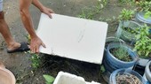 Dengue cases decrease but 29 die