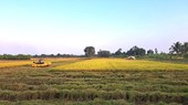 Mekong Delta province’s rice output tops 10 million rice tons
