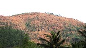 Localities step up measures for forest fire prevention