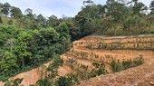 Lam Dong Province proposes to exploit over 154 hectares of Pinus kesiya forest