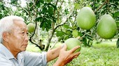 Vietnamese fresh grapefruit ready for being exported to US market