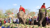 Seven domesticated elephants enjoy fruits, vegetables banquet