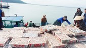 Ngư dân miền Trung trúng đậm cá cơm biển