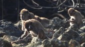 猴子能无意中造出原始石片工具。(图:互联网)