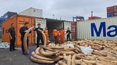 海防查获 7 吨走私象牙