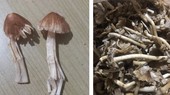 夷灵县医疗中心收集到中毒者误食的野生蘑菇。(图:林同报)
