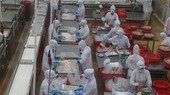 企业加工生产水产品出口。
