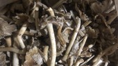 15 người ngộ độc khi ăn nấm rừng